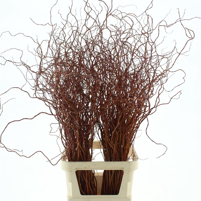 <h4>Salix golden curls</h4>