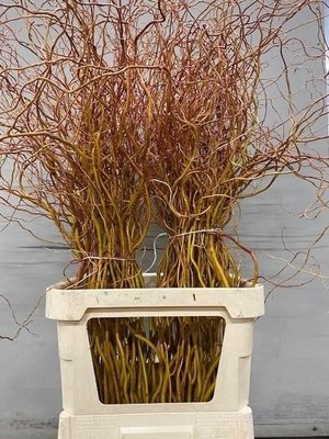 <h4>Salix golden curls</h4>