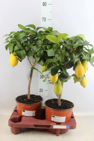 <h4>Citrus Limon</h4>