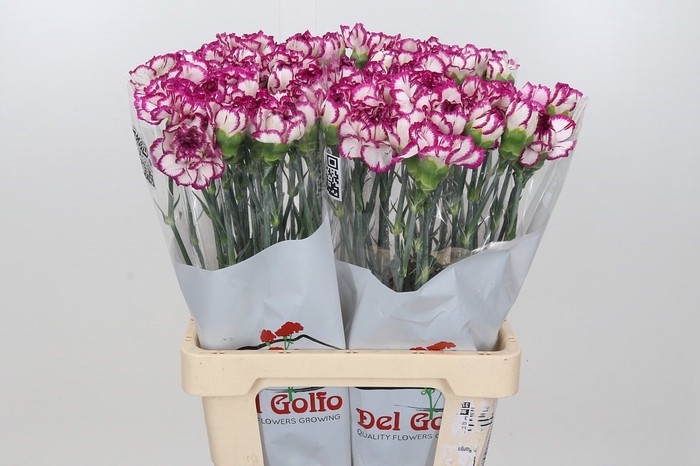 <h4>Dianthus St Kino</h4>