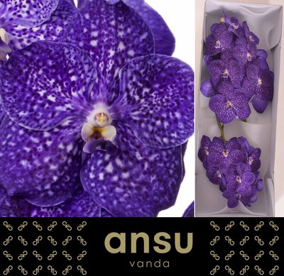 <h4>Vanda nitaya tweed blue</h4>