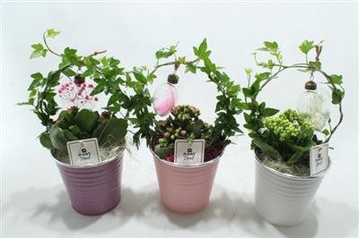 <h4>0900 ZINK POT HEDERA BOOG</h4>
