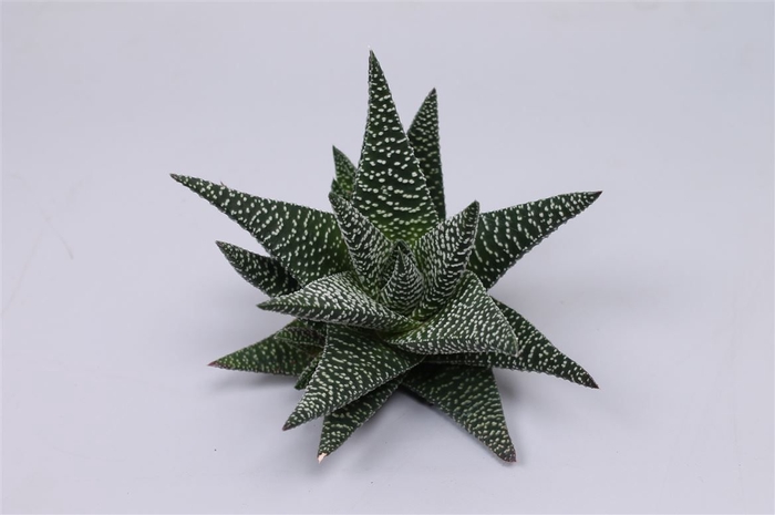 <h4>Haworthia royal highness cutflower wincx-8cm</h4>