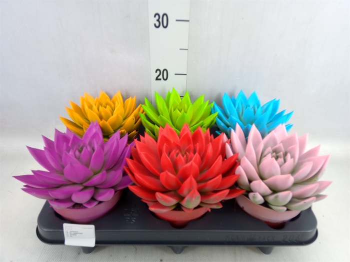 <h4>Echeveria  'Miranda'</h4>