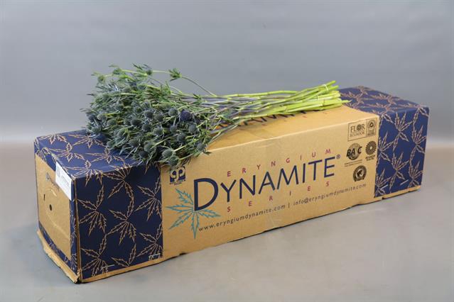 <h4>Eryngium blue dynamite</h4>