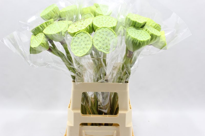 <h4>Nelumbo nucifera</h4>