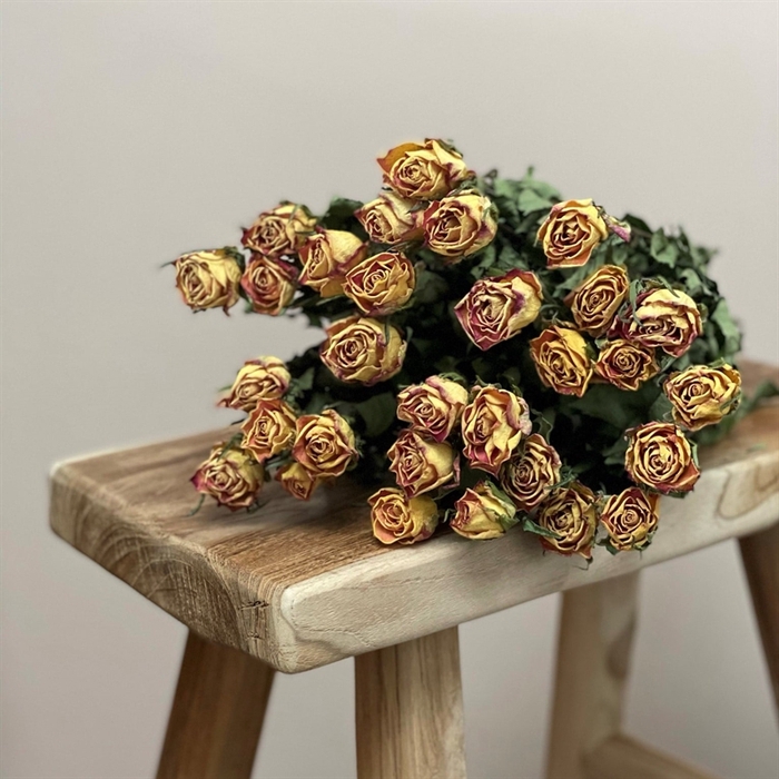 <h4>Dried Roses Indian Summer x80</h4>