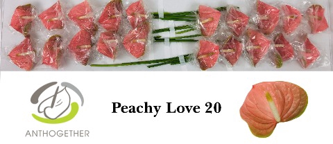 <h4>Anthurium peachy love</h4>