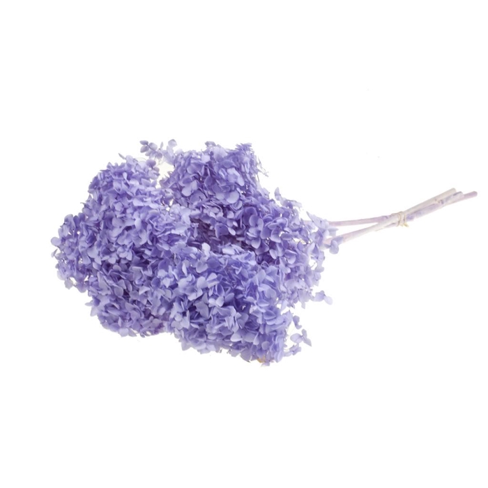 <h4>Hydrangea s.petal pres 3pc bleached lilac</h4>