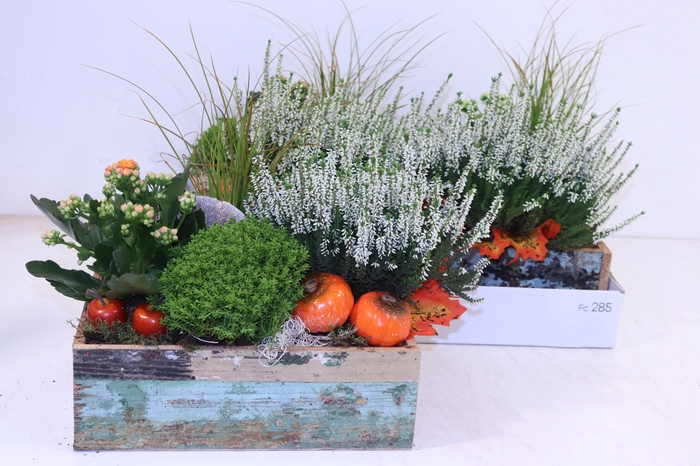 <h4>Arr Tuinplanten</h4>