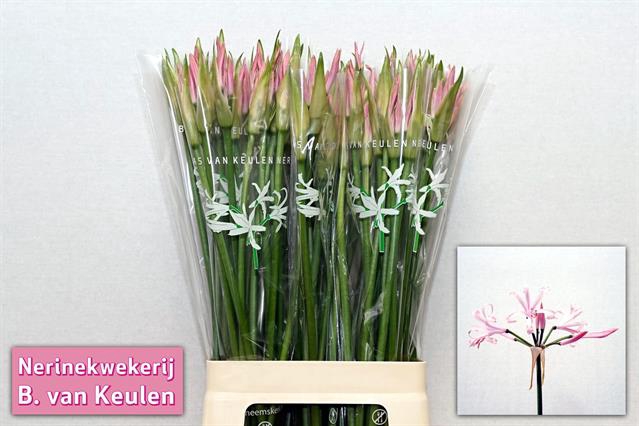 <h4>Nerine bowdenii vesta k</h4>