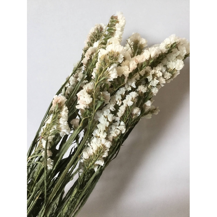 <h4>DRIED FLOWERS - STATICE WHITE 5pcs</h4>