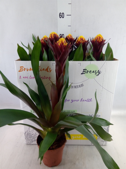 <h4>Guzmania  'Akabar'</h4>
