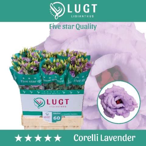 <h4>Eust. Corelli Lavender 544</h4>