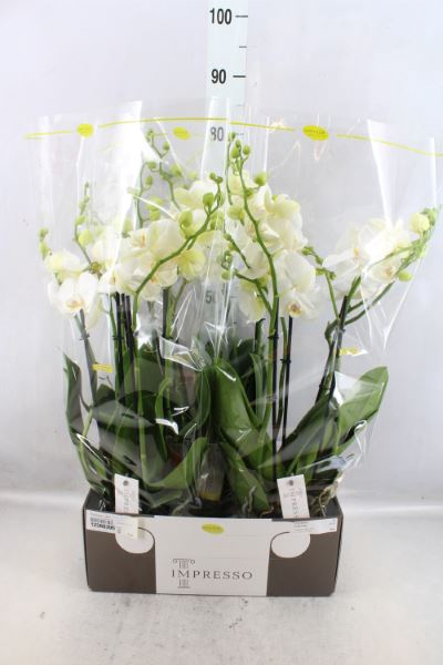 <h4>Phalaenopsis   ...white</h4>