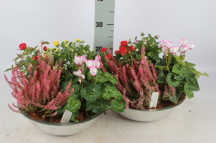 <h4>Arr Tuinplanten</h4>