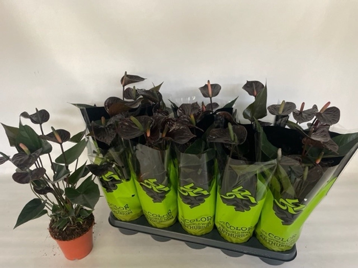 <h4>Anthurium Black Love</h4>