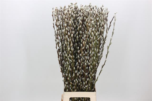 <h4>Salix snow flake</h4>