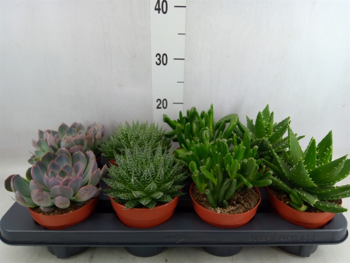 <h4>Succulents   ...mix 4</h4>