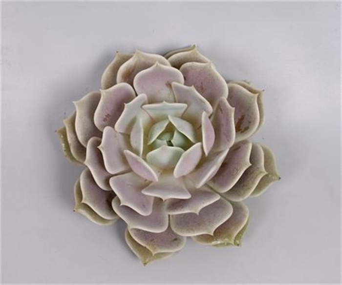 <h4>Echeveria lola cutflower wincx-5cm</h4>