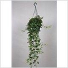 Hedera helix Divers