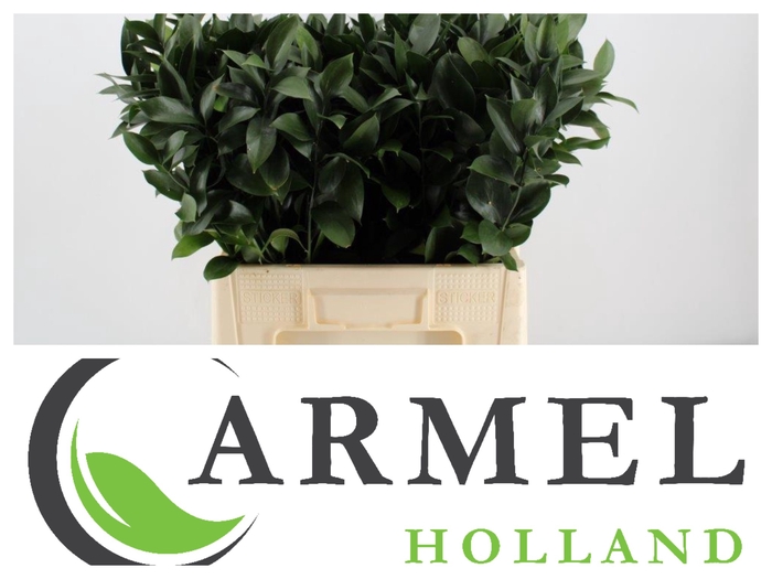 <h4>Leaf ruscus</h4>