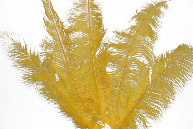 <h4>Feather ostrich yellow 5st/ bunch</h4>