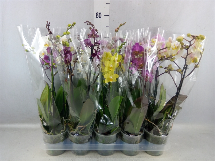 <h4>Phalaenopsis Multi. ...mix 5</h4>