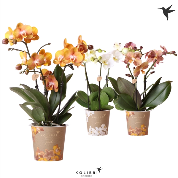 <h4>Kolibri Orchids Phalaenopsis Jewel mix 3spike</h4>