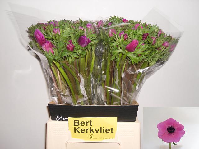 <h4>Anemone cerise</h4>