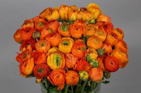 <h4>Ranunculus elegance orange</h4>