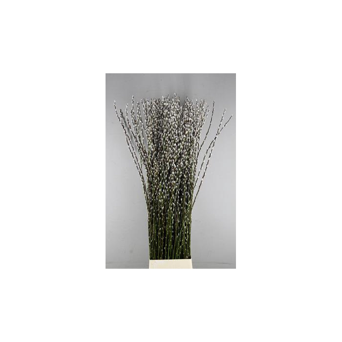 <h4>Salix Snow Flake 180cm</h4>