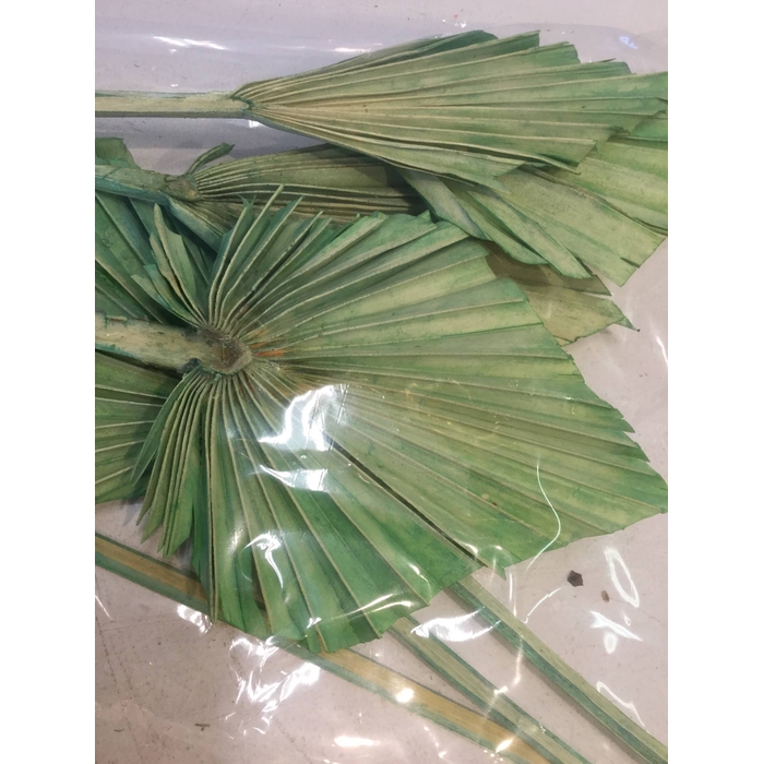 <h4>DRIED FLOWERS - PALM SPEAR GREEN 7PCS</h4>