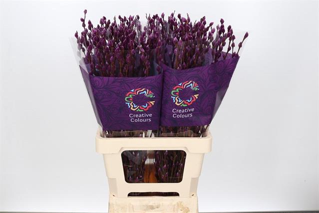 <h4>Salix paint pussy willow purple</h4>