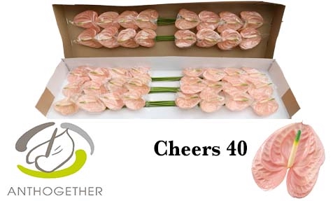 <h4>Anthurium cheers</h4>