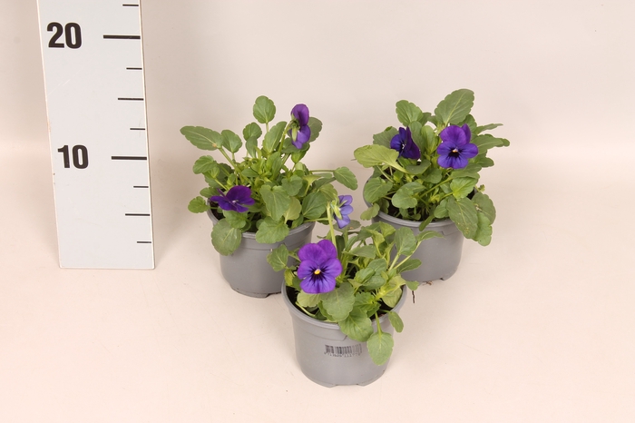 <h4>Viola cornuta F1 Deep Blue with Blotch</h4>