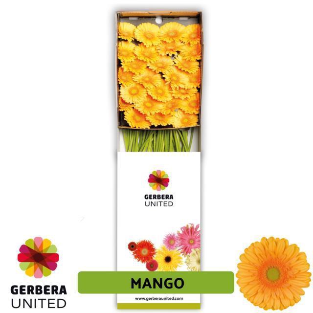 <h4>GE GR MANGO</h4>