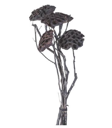 <h4>DF883819800 - Dried flowers black h50cm</h4>