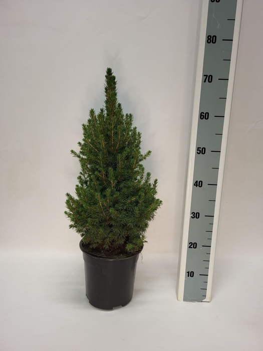 <h4>Picea glauca Conica</h4>