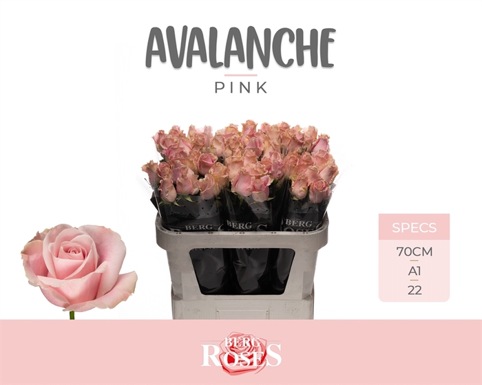 <h4>R GR Avalanche Pink 22</h4>