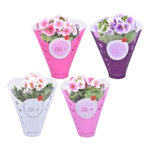 MoreLIPS® Primula 2-kleur MixKAR in Color Hoes
