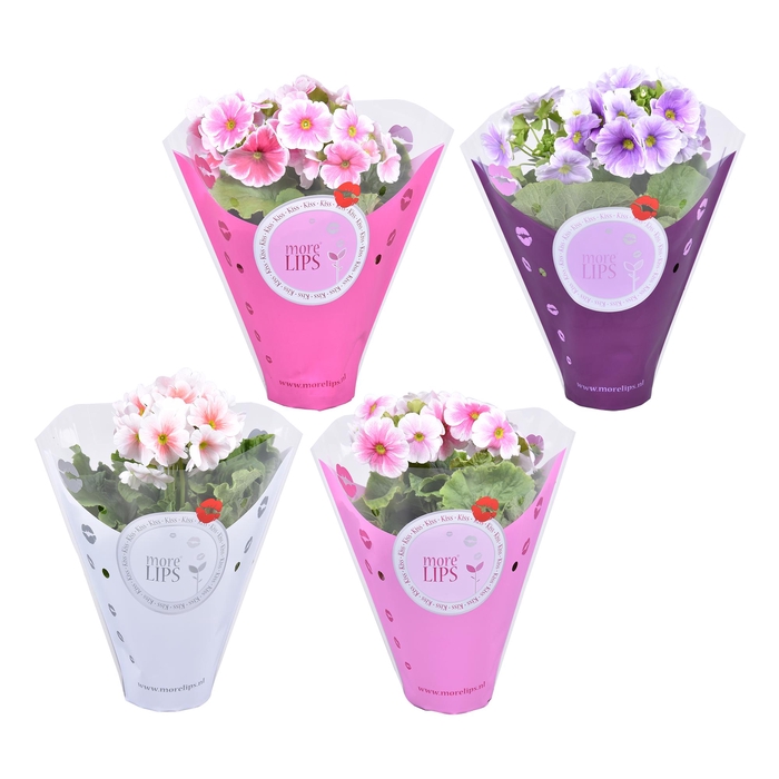 <h4>MoreLIPS® Primula 2-kleur MixKAR in Color Hoes</h4>
