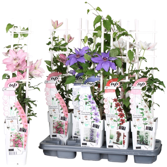 <h4>Clematis overig</h4>