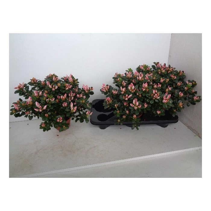<h4>Rhododendron simsii Sachenstern 14Ø 37cm 37Ø</h4>