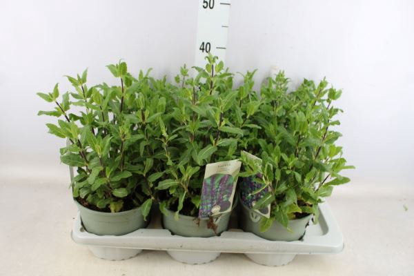 <h4>Salvia Nemorosa</h4>