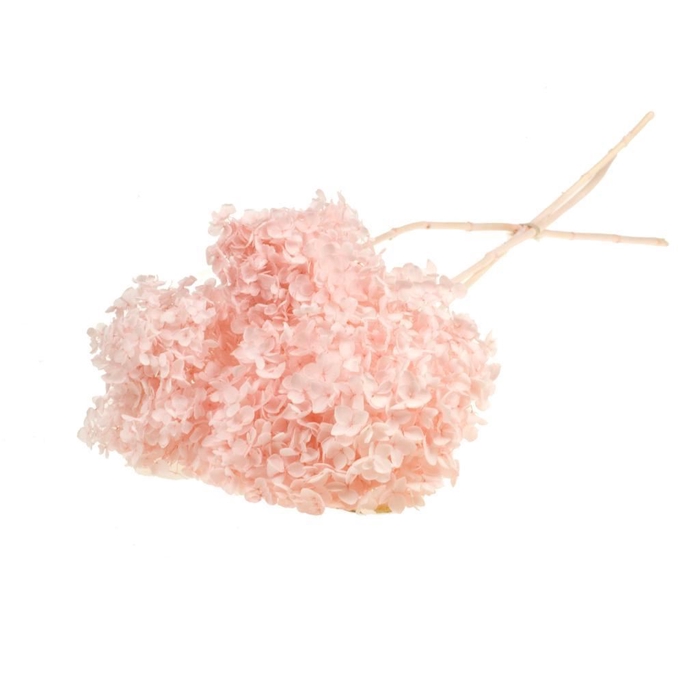 <h4>Hydrangea s.petal pres 3pc SB bleached light pink</h4>
