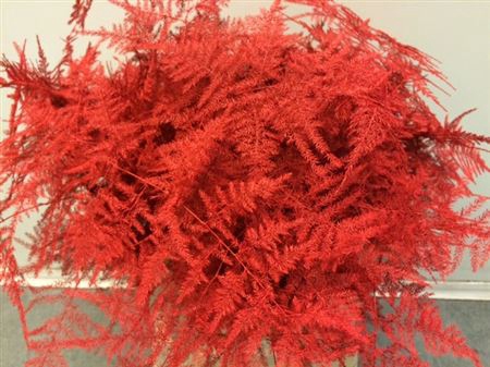 <h4>Asp. Lang Red</h4>