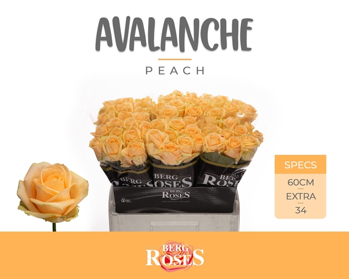 <h4>R GR Avalanche Peach+ 34</h4>