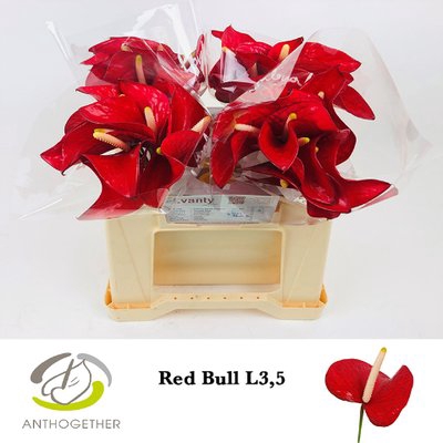 <h4>Anthurium red bull</h4>