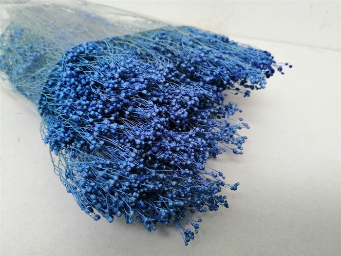 <h4>Dried Broom Bloom Blue</h4>